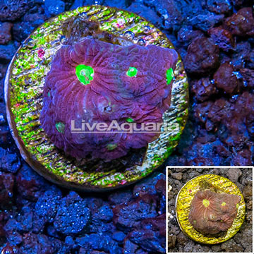 LiveAquaria® Cultured War Coral