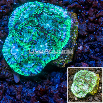Australia Cultured Goniastrea Coral