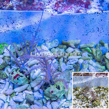 Purple Sea Whip, Two Pack