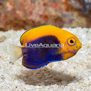 Flameback Angelfish
