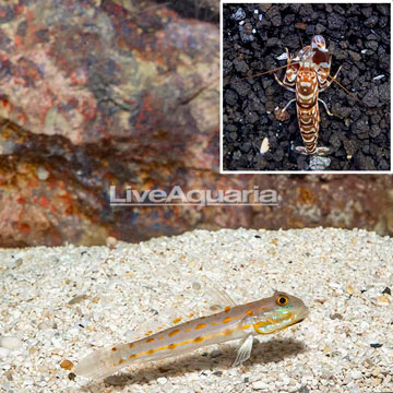 Diamond Watchmen Goby With Tiger Snapping Shrimp