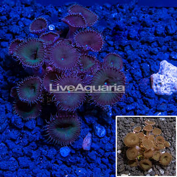Australia Cultured Protopalythoa Coral Australia
