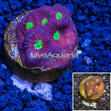 LiveAquaria® Cultured War Coral