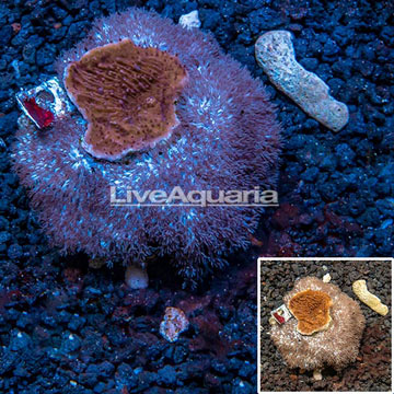 Montipora and Waving Hand Coral Combo Rock