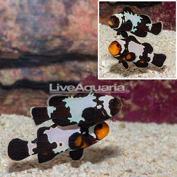 Black Snowflake Ocellaris Clownfish, Pair
