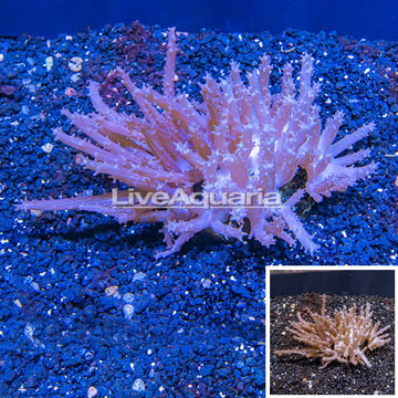 Tree Coral Indonesia