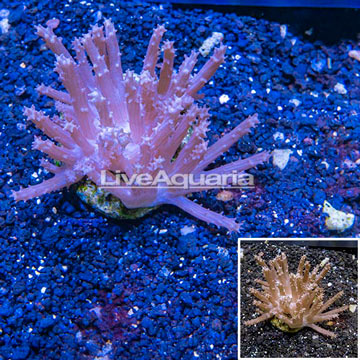 Tree Coral Indonesia