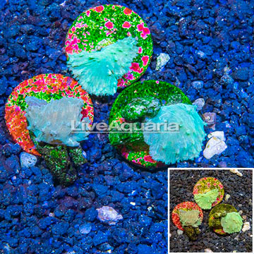 LiveAquaria® Cultured Cabbage Leather Coral, Three Pack