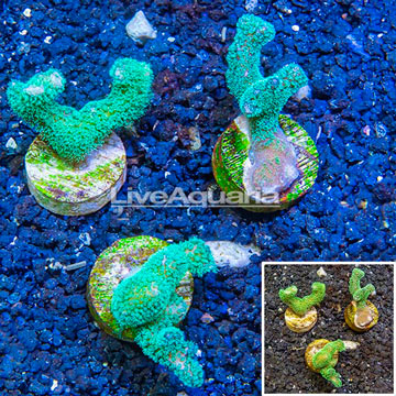 LiveAquaria® Cultured Pocillopora Coral, Three Pack