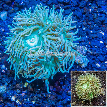 LiveAquaria® Cultured Ultra Duncan Coral