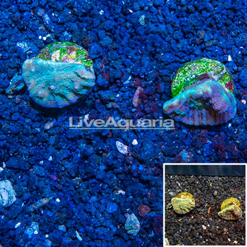 LiveAquaria® Cultured Ultra Chalice Coral, Two Pack