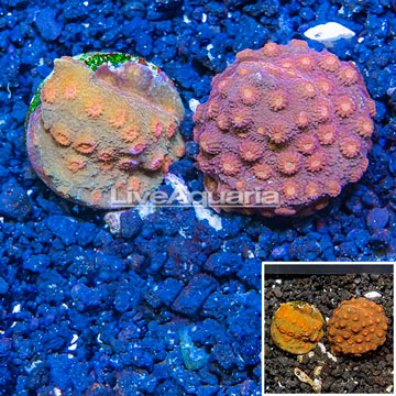 LiveAquaria® Cultured Cyphastrea Frag, Two Pack
