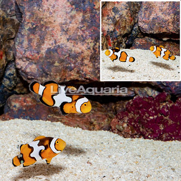 Picasso Clownfish, Pair