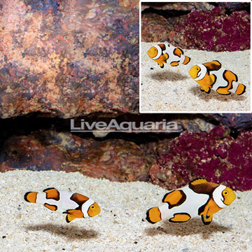 Pre-Picasso Clownfish, Pair