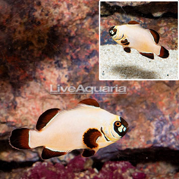 Gold Nugget Maroon Clownfish