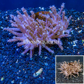 Tree Coral Indonesia