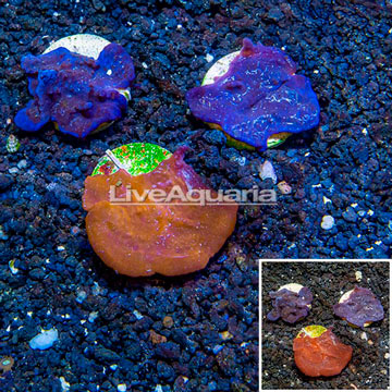 LiveAquaria® Cultured Photosynthetic Plating Blue & Red Sponges, Three Pack
