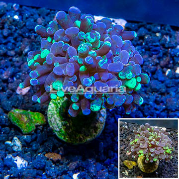 LiveAquaria® Cultured Hammer Coral