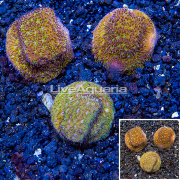 LiveAquaria® Cultured Leptoseris Coral, Three Pack
