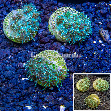 LiveAquaria® Cultured Galaxea Coral, Three Pack