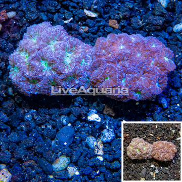 LiveAquaria® Cultured Blastomussa Coral, Two Pack