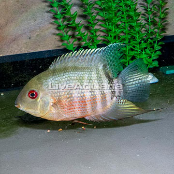 Tiger Severum Cichlid