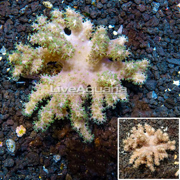 Sinularia Leather Coral Vietnam