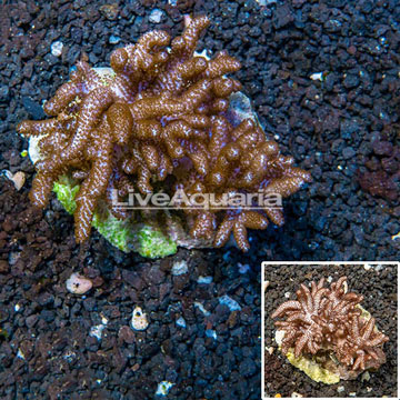 Young Blushing Cladiella Finger Leather Coral Indonesia