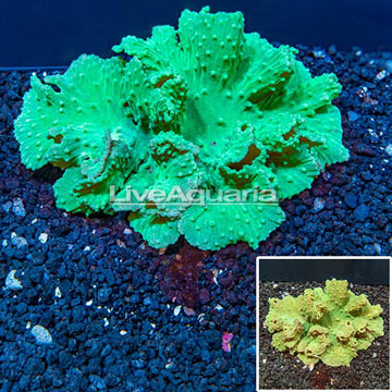 Cabbage Leather Coral Vietnam