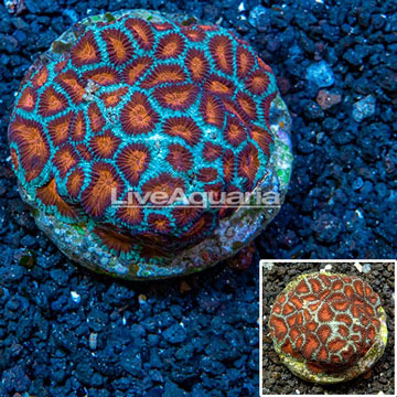 Favia Coral Indonesia