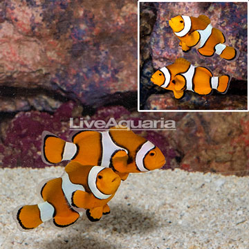 Percula Clownfish, Pair