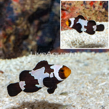 Black Snowflake Clownfish
