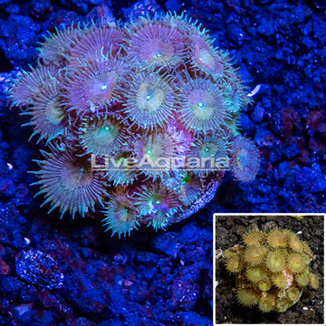 LiveAquaria® Cultured Protopalythoa Coral