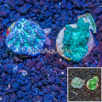 LiveAquaria® Cultured Hydnophora Coral, Two Pack
