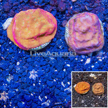 LiveAquaria® Cultured Leptoseris Coral, Two Pack