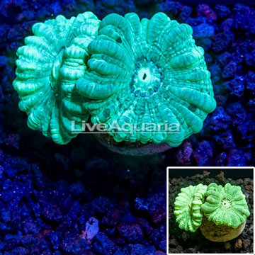 LiveAquaria® CCGC Aquacultured Neon Green Caulastrea Coral