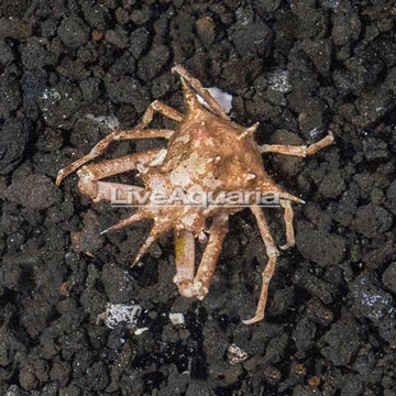 Indoensia Decorator Crab