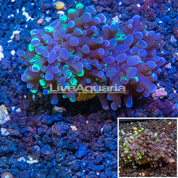 LiveAquaria® Cultured Hammer Coral