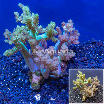 LiveAquaria® Cultured XL Pineapple Tree Coral