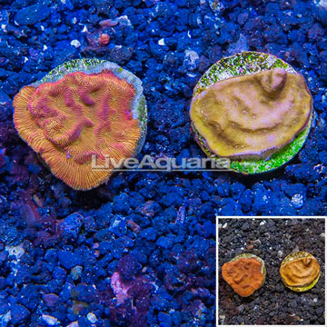 LiveAquaria® Cultured Leptoseris Coral, Two Pack