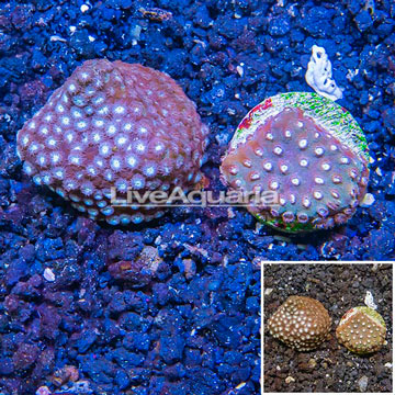 LiveAquaria® Cultured Cyphastrea Frag, Two Pack