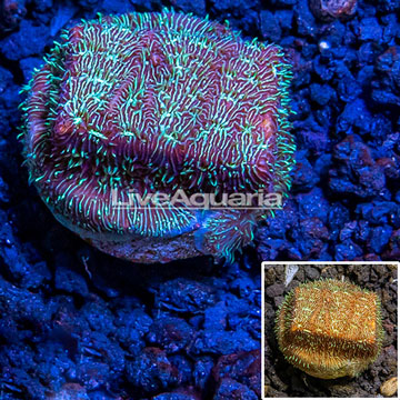 LiveAquaria® Cultured Green Psammacora Coral