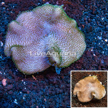 Toadstool Leather Coral Australia 