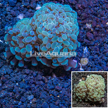 LiveAquaria® Cultured Hammer Coral