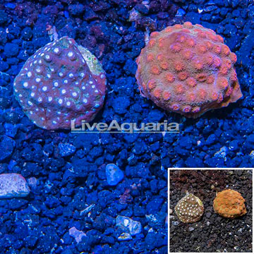 LiveAquaria® Cultured Cyphastrea Frag, Two Pack