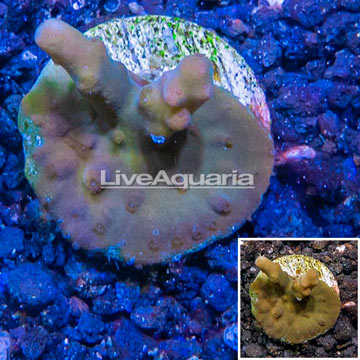 LiveAquaria® Cultured Acropora Coral