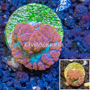 LiveAquaria® Cultured Blastomussa Coral