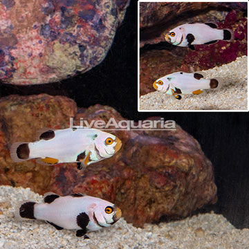 Platnium Clownfish,Pair