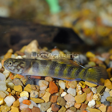 Tiger Goby