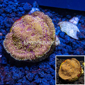 LiveAquaria® Cultured Pavona Coral